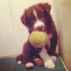 Preciosos cachorros de border Collie en Canarias - mejor precio | unprecio.es