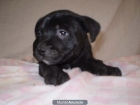 preciosos Stanford Bullterrier ( Negros) - mejor precio | unprecio.es