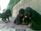 se venden cachorros de grifon nivernes - mejor precio | unprecio.es