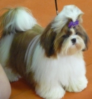 Shih-Tzu D'Aruzel - mejor precio | unprecio.es