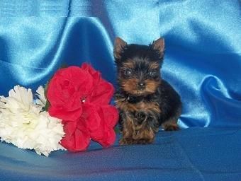 Yorkshire terrier para la Navidad