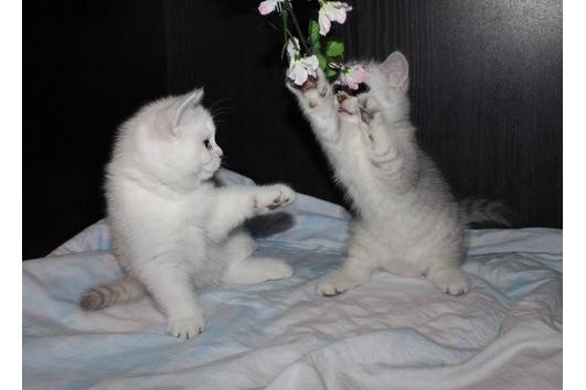 Británicos  gatitos de pelo corto