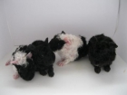 BEBE COBAYAS‏ ALPACA!!!!. . . . - mejor precio | unprecio.es