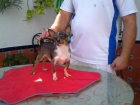 machito de chihuahua miniatura de color merle en venta - mejor precio | unprecio.es