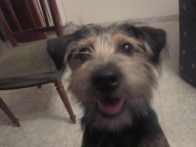 regalo perrita 9 meses