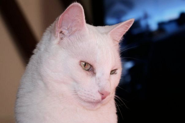 NORTE, gatito sordo en adopción.