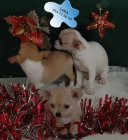 ¡Chihuahua, cachorros de primera! - mejor precio | unprecio.es