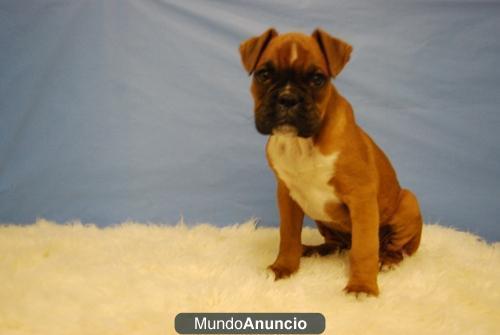 Boxer Dorados, Cachorritos de pura raza, increible genetica,