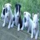 Bull Terrier cachorros para Adopcion. - mejor precio | unprecio.es