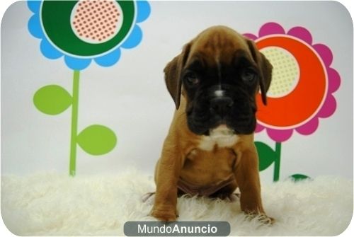 Camada de Boxer en difernetes tonalidades.
