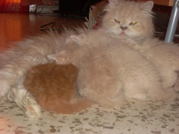camada de gatos persa
