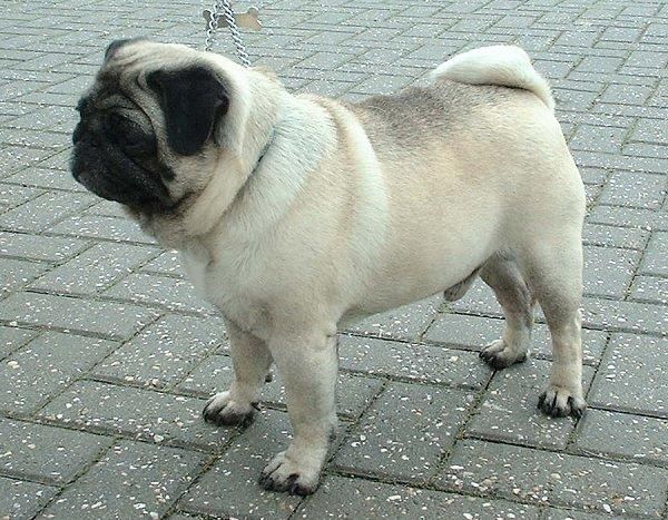 Carlino para montas