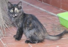 Eneida, gatita tricolor de pelo largo preciosoa en adopción - mejor precio | unprecio.es