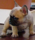 hermoso cachorro bulldog frances - mejor precio | unprecio.es