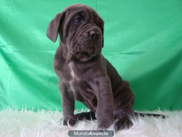 Mastin Napolitano Excelente Macho Listo para Entregar con 2 meses
