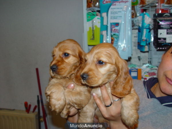 Preciosos cocker spanien dorados de 2 meses con excelente pedigree, 360 euros.