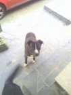 Regalo cruce pitbull - mejor precio | unprecio.es