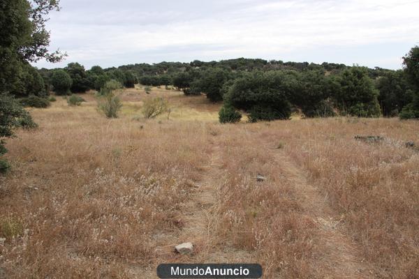 ALQUILER  DE PASTOS FINCA GANADERA   300 HAS ZONA TALAVERA