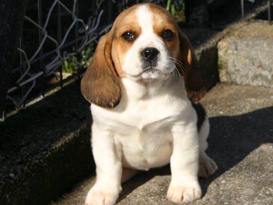 Beagle, precioso y con pedigrèe, 190