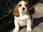 Beagle, precioso y con pedigrèe, 190 - mejor precio | unprecio.es