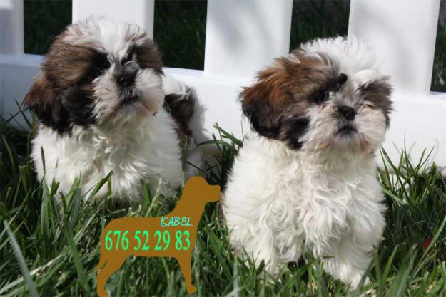 Cachorros de Shih-tzu, precio extraordinarios