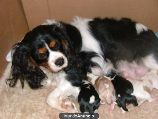 cavalier king tricolor blenheim