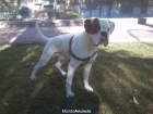 monta de boxer blanco - mejor precio | unprecio.es