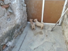 podenco portugues enano pelo duro - mejor precio | unprecio.es
