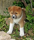 Preciosos cachorros de Akita Americano - mejor precio | unprecio.es