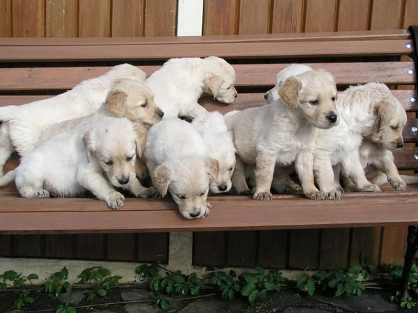 Preciosos cachorros Golden Retriever