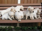 Preciosos cachorros Golden Retriever - mejor precio | unprecio.es