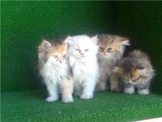Preciosos gatos persas