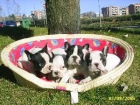 *_* BULDOG FRANCES *_* . PRECIOSA CAMADA EN BARCELONA , PREPARADOS YAA¡¡, PRECIOSOS - mejor precio | unprecio.es