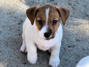 120 cachorro macho Jack Russell para la venta