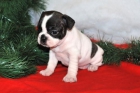 Bulldog frances magnificos - mejor precio | unprecio.es