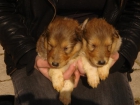 cachorros border collie - mejor precio | unprecio.es