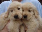 Cachorros golden retriever preciosos - mejor precio | unprecio.es