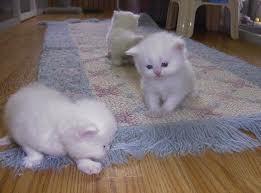 Macho & Hembra gatitos persa Ojos azules