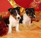 Oferta navideña ,cachorros jack rassell - mejor precio | unprecio.es