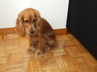 PERRITA COCKER - mejor precio | unprecio.es