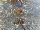se venden cachorros boxer autenticos - mejor precio | unprecio.es