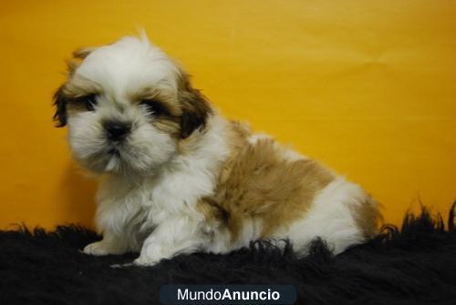Shih Tzu diferentes colores fotos reales