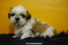 Shih Tzu diferentes colores fotos reales - mejor precio | unprecio.es