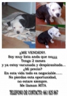 Vendo Cachorro (hembra) - mejor precio | unprecio.es