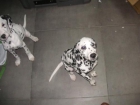 --- CACHORROS DALMATA --- EN ADOPCIÓN - mejor precio | unprecio.es