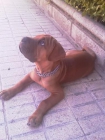 - Cruce BOXER con SHARPEI --- ADOPTA - mejor precio | unprecio.es