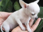 7 Precioso! Chihuahua cachorros 100€ - mejor precio | unprecio.es