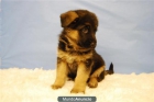 Autenticos Cachorros de pastor aleman preciosa camada - mejor precio | unprecio.es