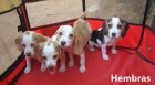 Beagles bicolores y tricolores con pedigri. - mejor precio | unprecio.es