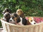 BEAGLES DE EXCELENTE CALIDAD 260 , ; ) - mejor precio | unprecio.es